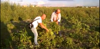 Coltivazione di cannabis gestita da terzi in terreno in affitto