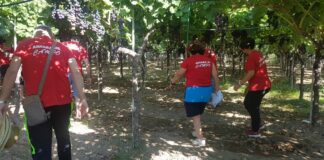 Lavoro Agricolo, Flai Puglia: «Caporali e sfruttatori non li ferma il Coronavirus»