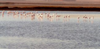 Ambiente, 300mila euro per valorizzare biodiversità zona umida