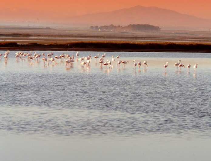 Zona Umida