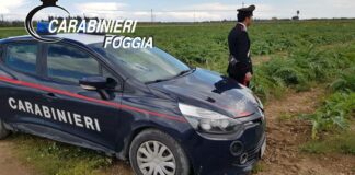 Sorpresi a rubare carciofi a Trinitapoli: arrestati tre uomini di San Ferdinando di Puglia