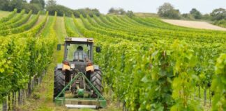 Lavoro, Coldiretti Puglia: «1 impresa su 3 è giovane, svolta green nelle campagne»