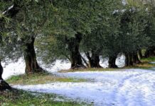 Gelate 2021, il Governo accoglie lo stato di calamità: aiuti per gli agricoltori di Canosa e Trinitapoli