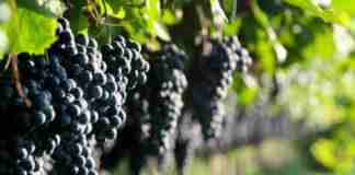 Settore Vitivinicolo: Regione stanzia 2,8 milioni per le imprese pugliesi