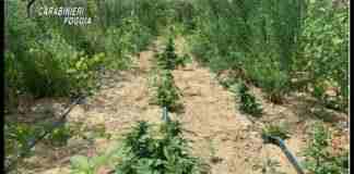 Duemila piante di cannabis nel vigneto, un arresto