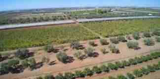 Criminalità nelle campagne, Coldiretti: «Necessaria cabina di regia tra Ministeri Agricoltura e Interno»