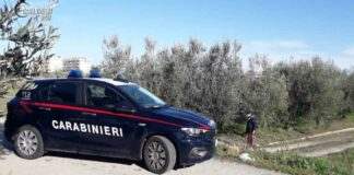 Sorpresi con 15 quintali di olive rubate, 3 arresti a Trinitapoli