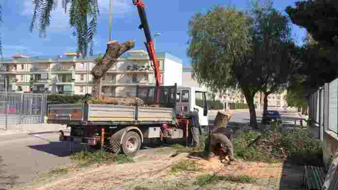 alberi spezzati