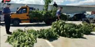 Scoperta dai carabinieri maxi piantagione di cannabis: stroncato business da oltre un milione di euro