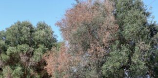 Xylella Fastidiosa, monitoraggio sul territorio di Trinitapoli