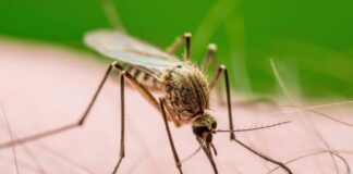 West Nile, anche Trinitapoli adotta le misure per contenere il virus