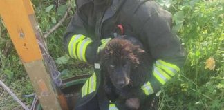Cucciolo cade in un pozzo: salvato dai Vigili del Fuoco