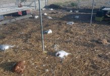 Galline decapitate nel pollaio dell’ex parlamentare Arcangelo Sannicandro
