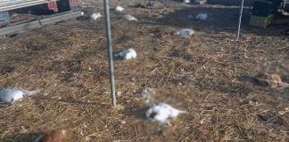Galline decapitate nel pollaio dell’ex parlamentare Arcangelo Sannicandro