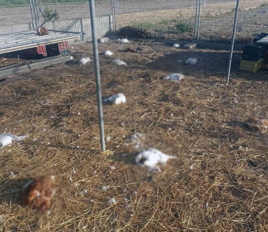 Galline decapitate nel pollaio dell’ex parlamentare Arcangelo Sannicandro